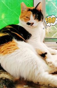 母猫变成人了吗视频