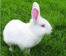 成人撕贴画兔子视频