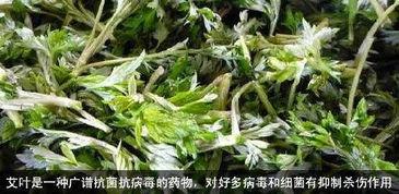 青青艾草成人短视频,成人世界里的青春记忆
